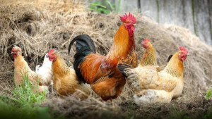 Empat Langkah Beternak Ayam Kampung Pedaging